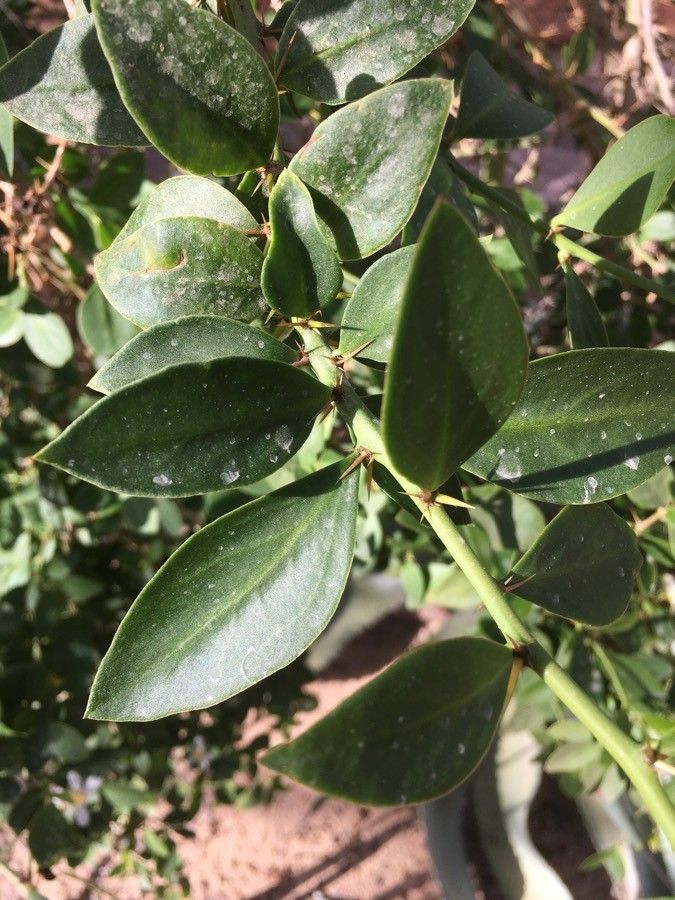 Pereskia weberiana — search result for 'Pereskia'