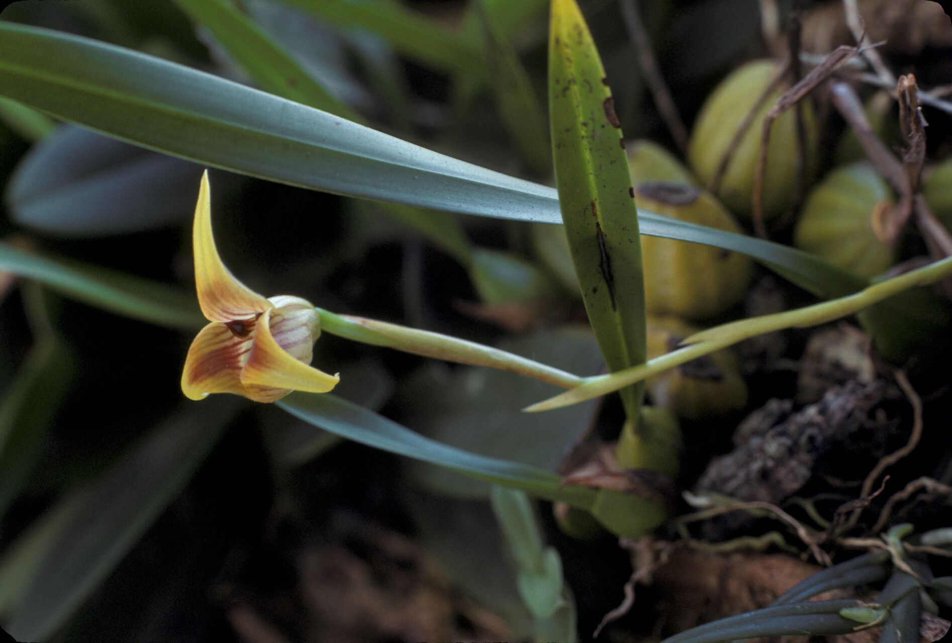 Maxillaria subrepens flower