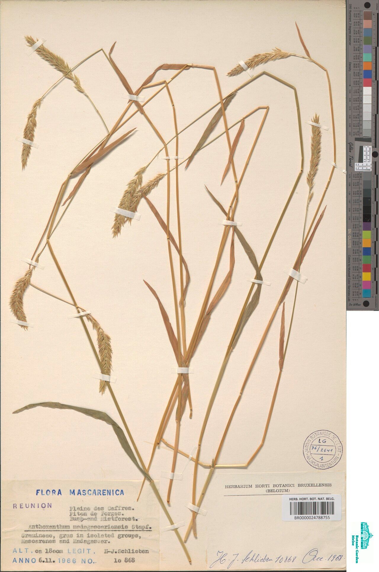 Anthoxanthum madagascariense — related species from the same genus