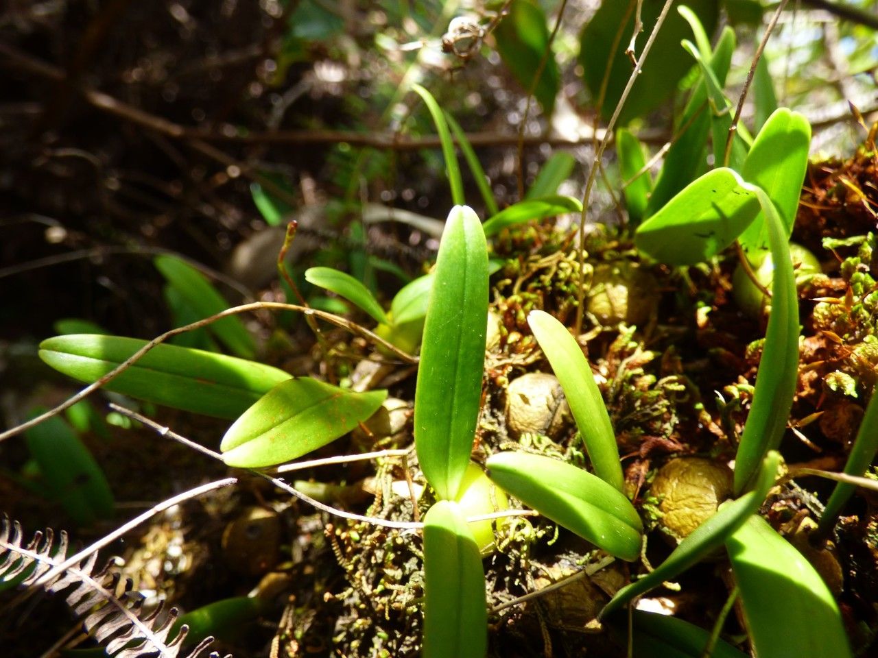Bulbophyllum minutum — search result for 'Bulbophyllum'