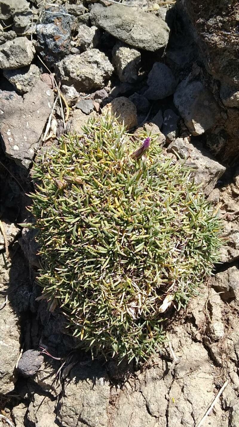 Dianthus uniflorus — houseplant care guide