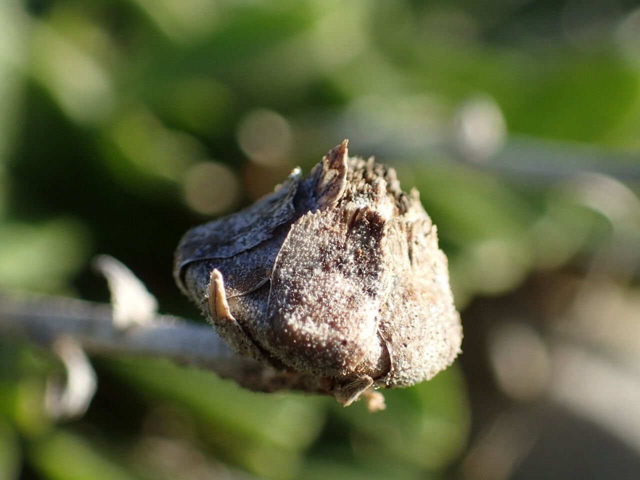 Pallenis maritima fruit