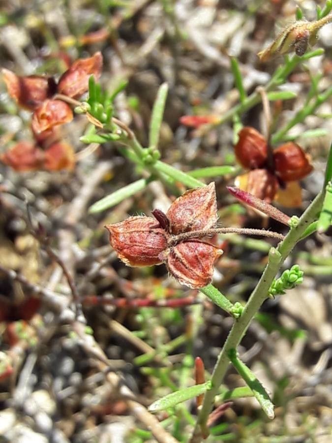 Fumana ericoides fruit