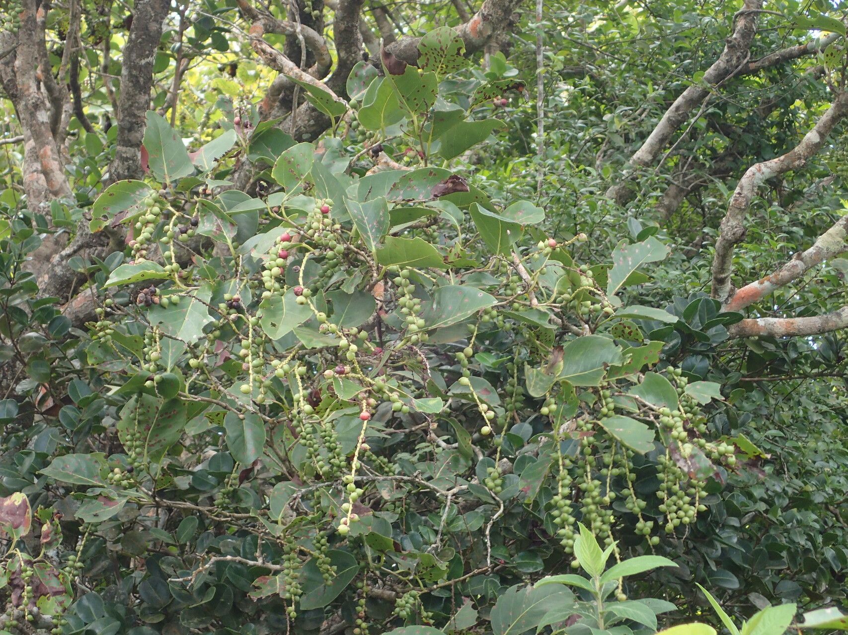Coccoloba swartzii other