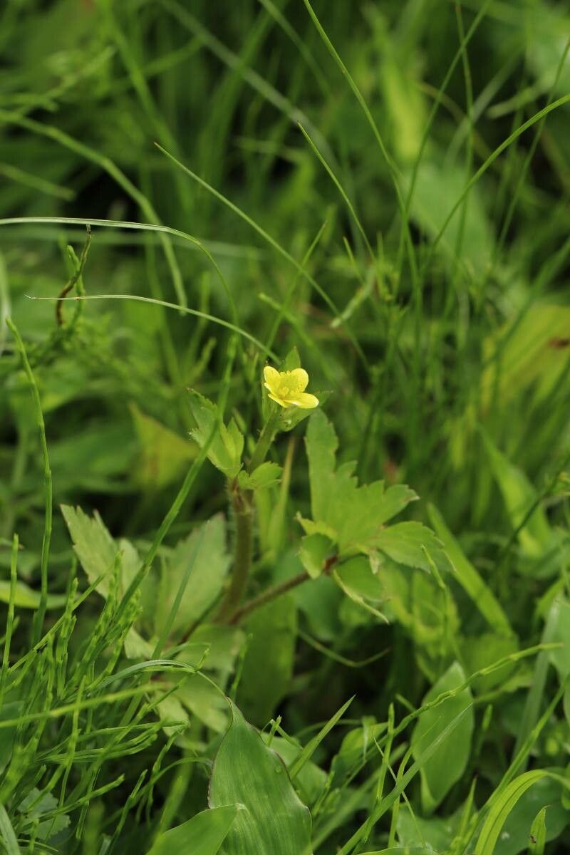 Ranunculus cantoniensis flower