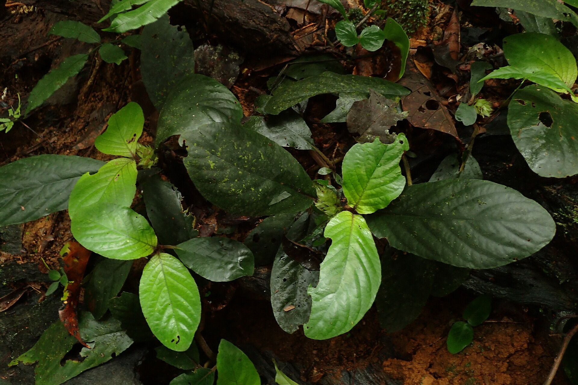 Staurogyne bicolor leaf