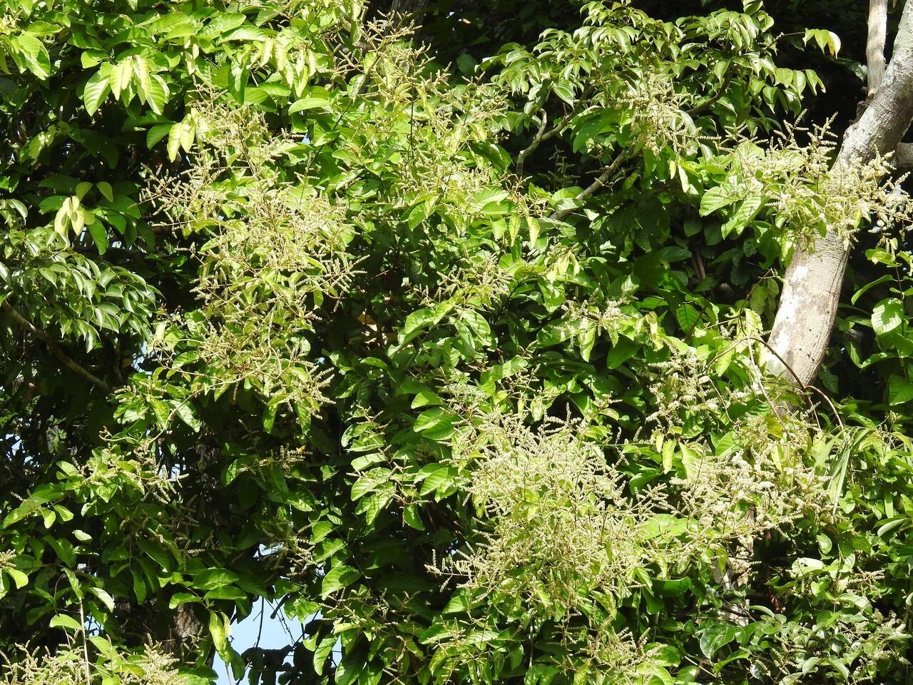 Combretum pyramidatum flower