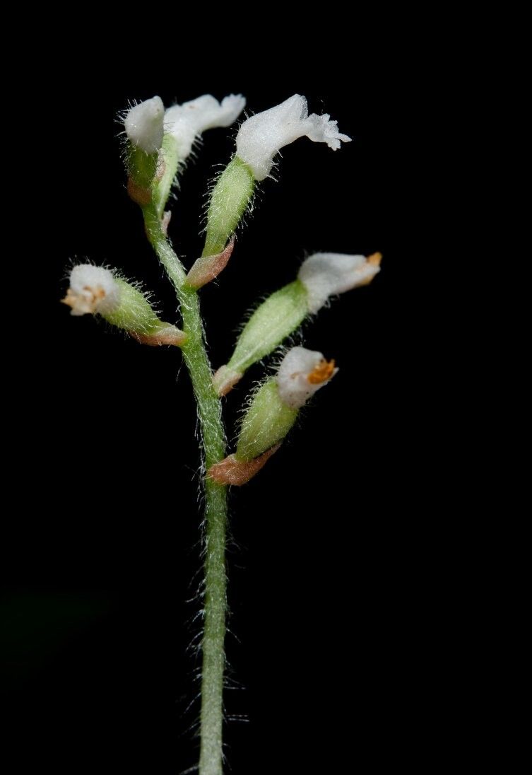 Cheirostylis lepida — related species from the same genus