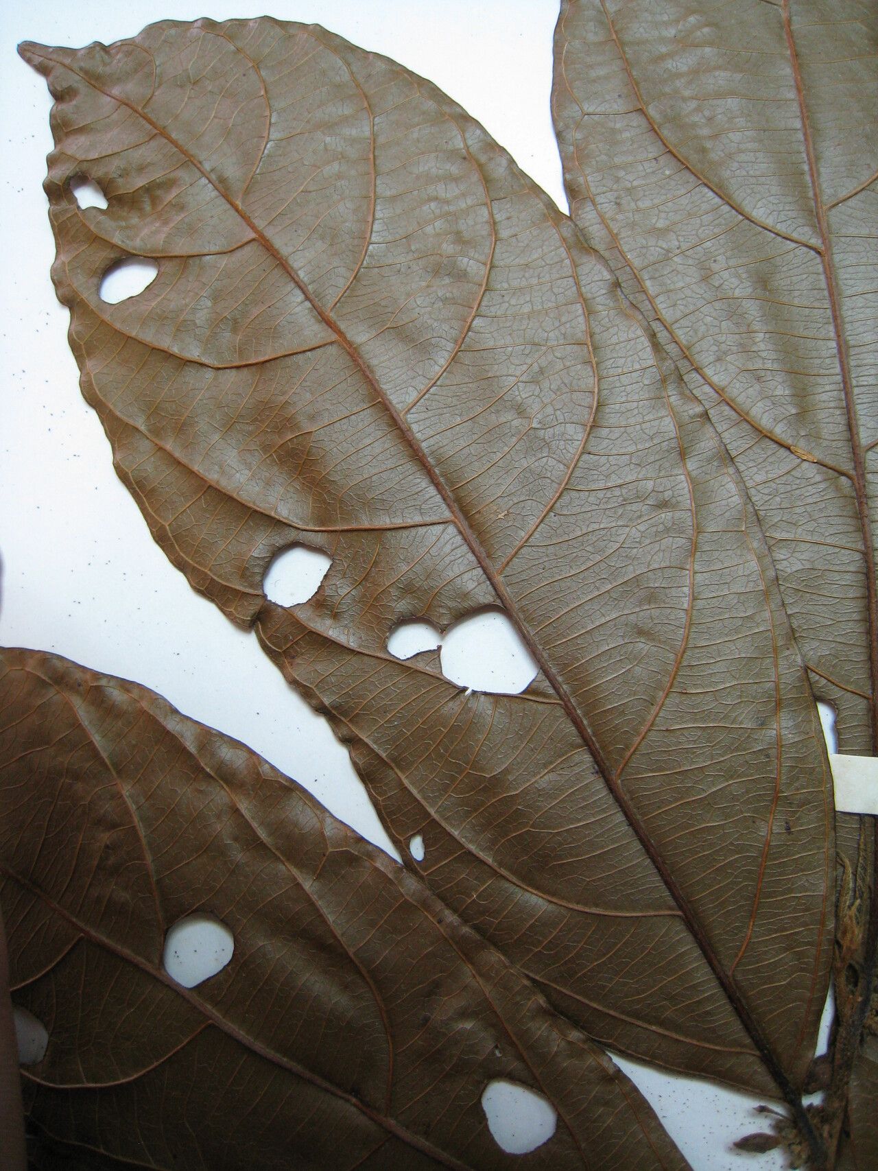 Casearia negrensis other