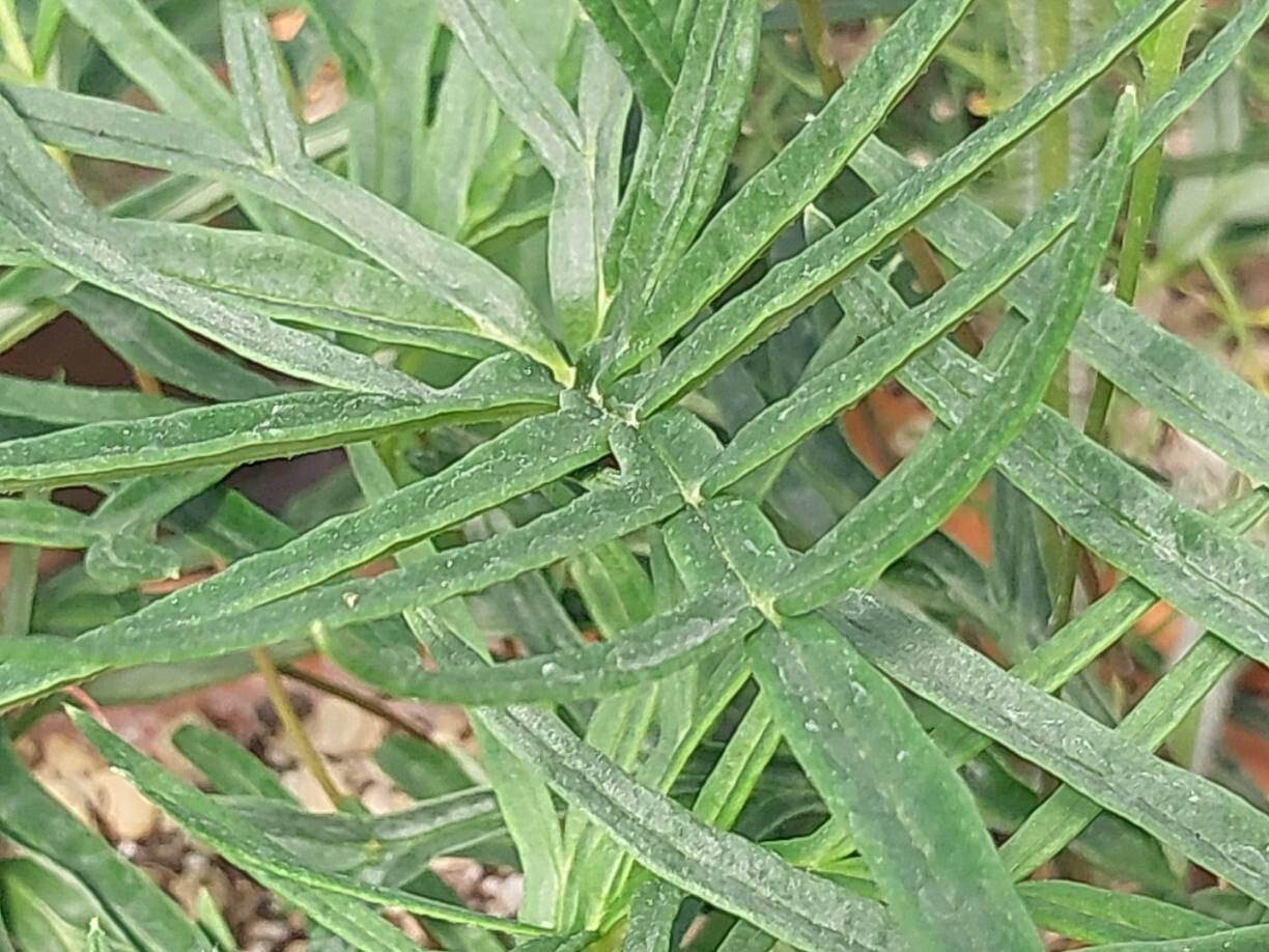 Pelargonium caffrum leaf
