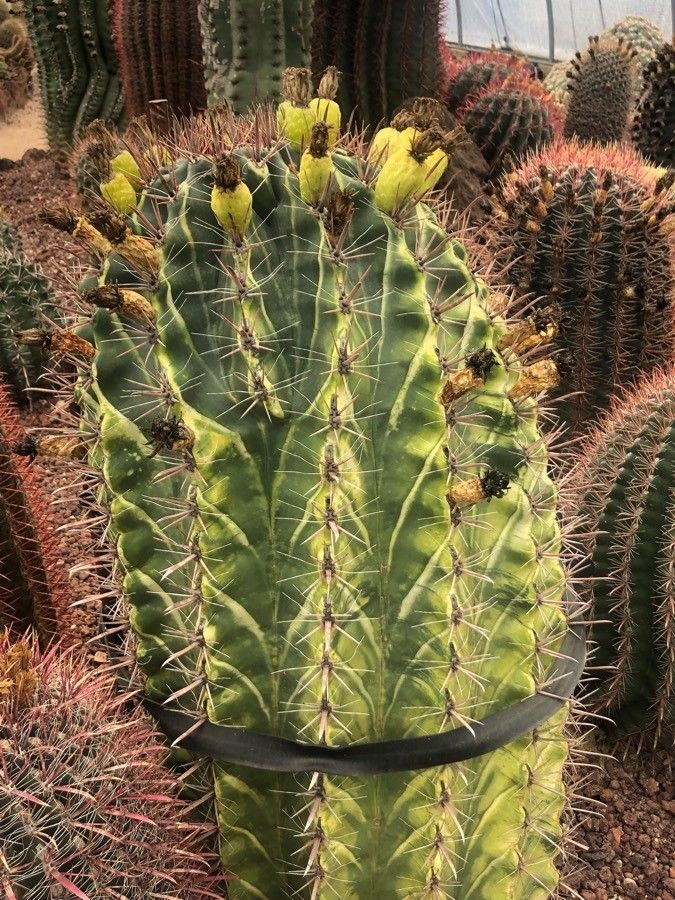 Ferocactus herrerae — search result for 'Cactaceae'