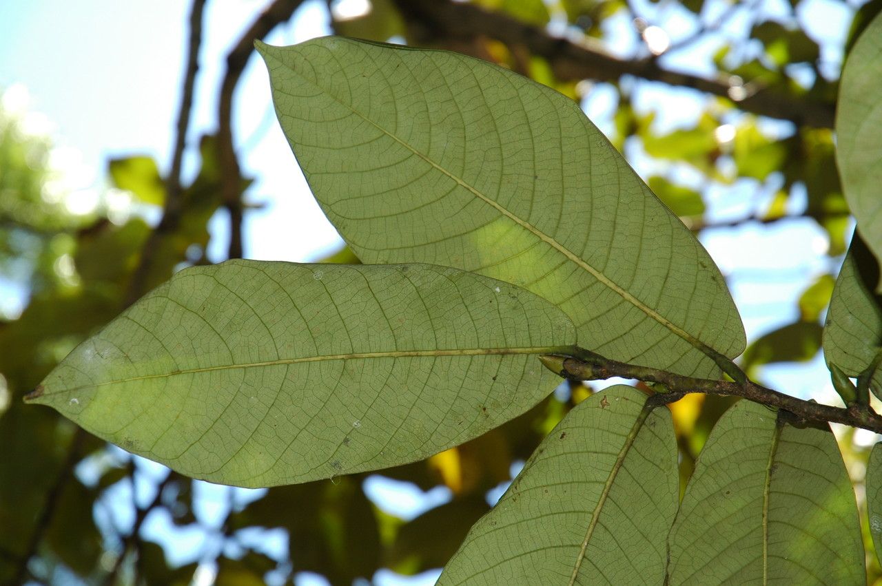 Monodora myristica — search result for 'Angola'