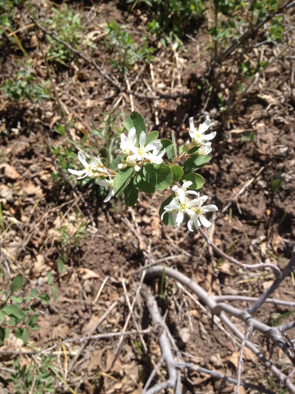 Amelanchier utahensis flower