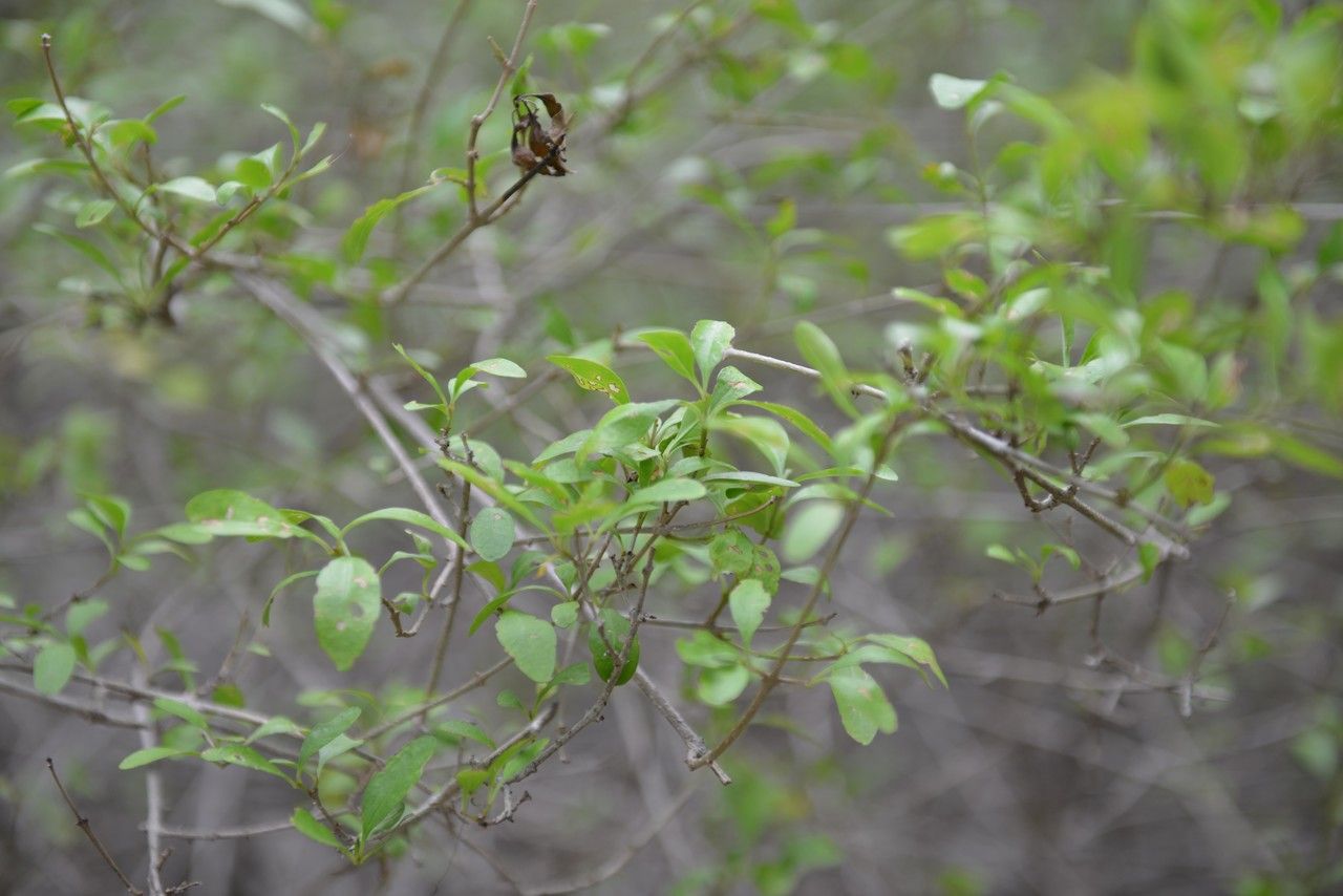 Volkameria pittieri other