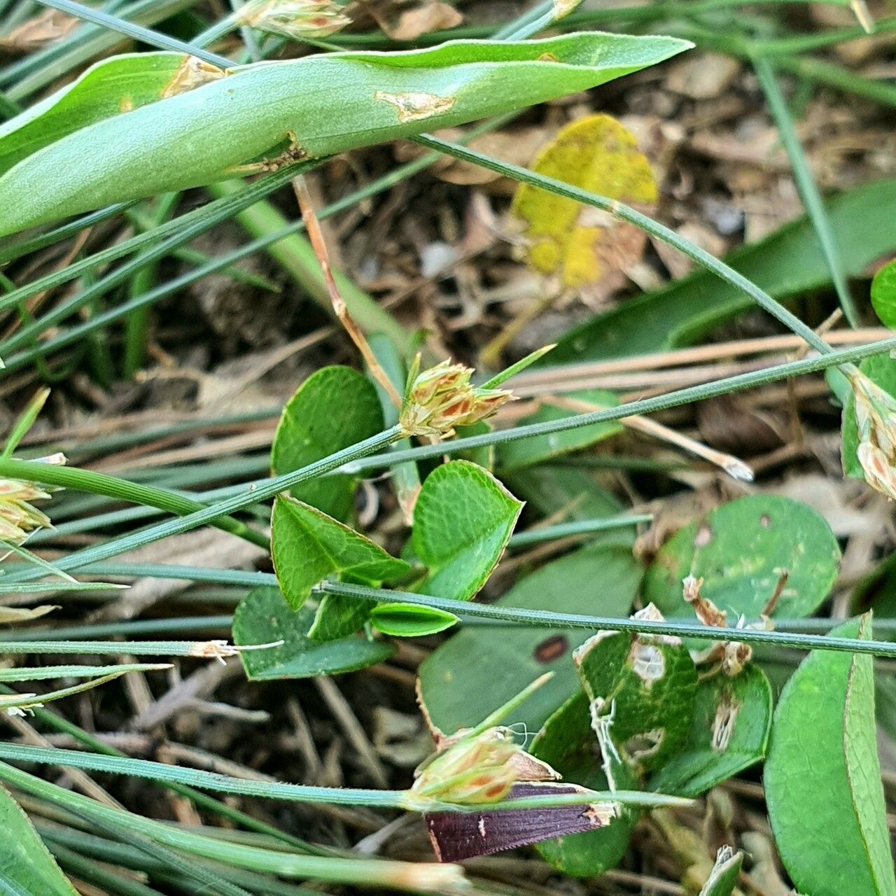 Bulbostylis thouarsii — houseplant care guide