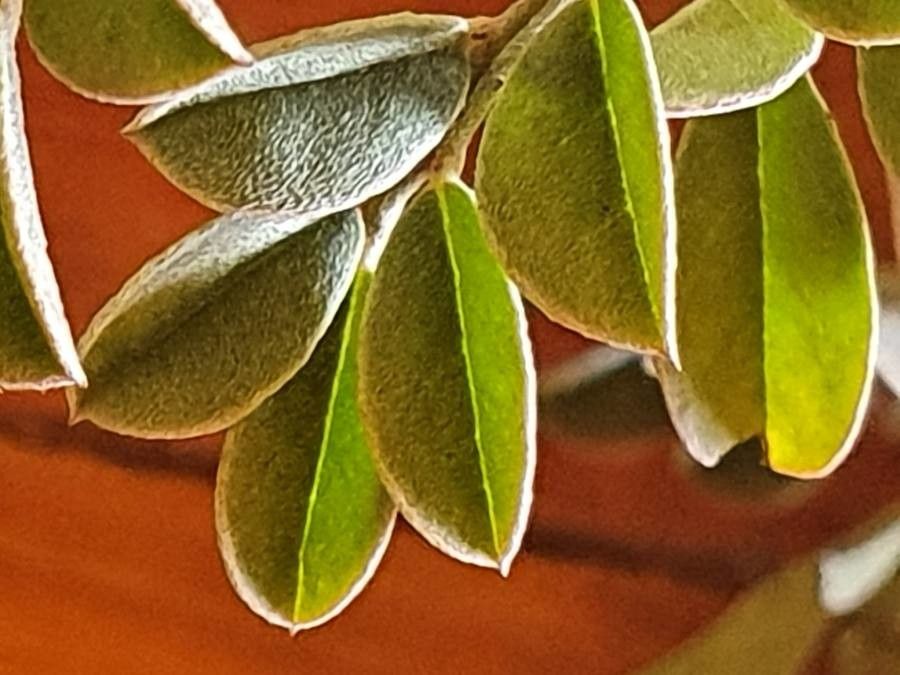 Indigofera schimperi — search result for 'Indigofera'