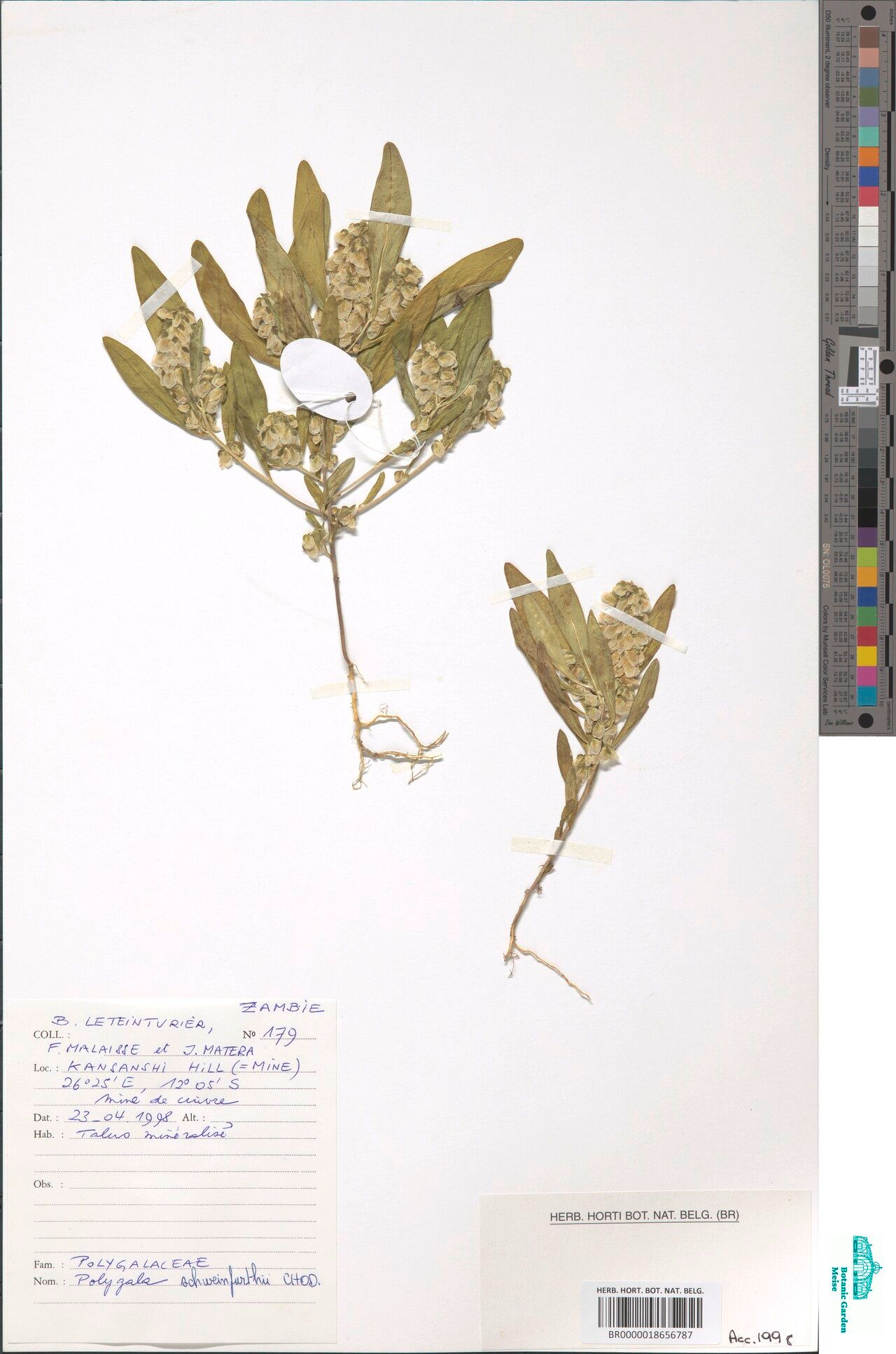 Polygala schweinfurthii — houseplant care guide