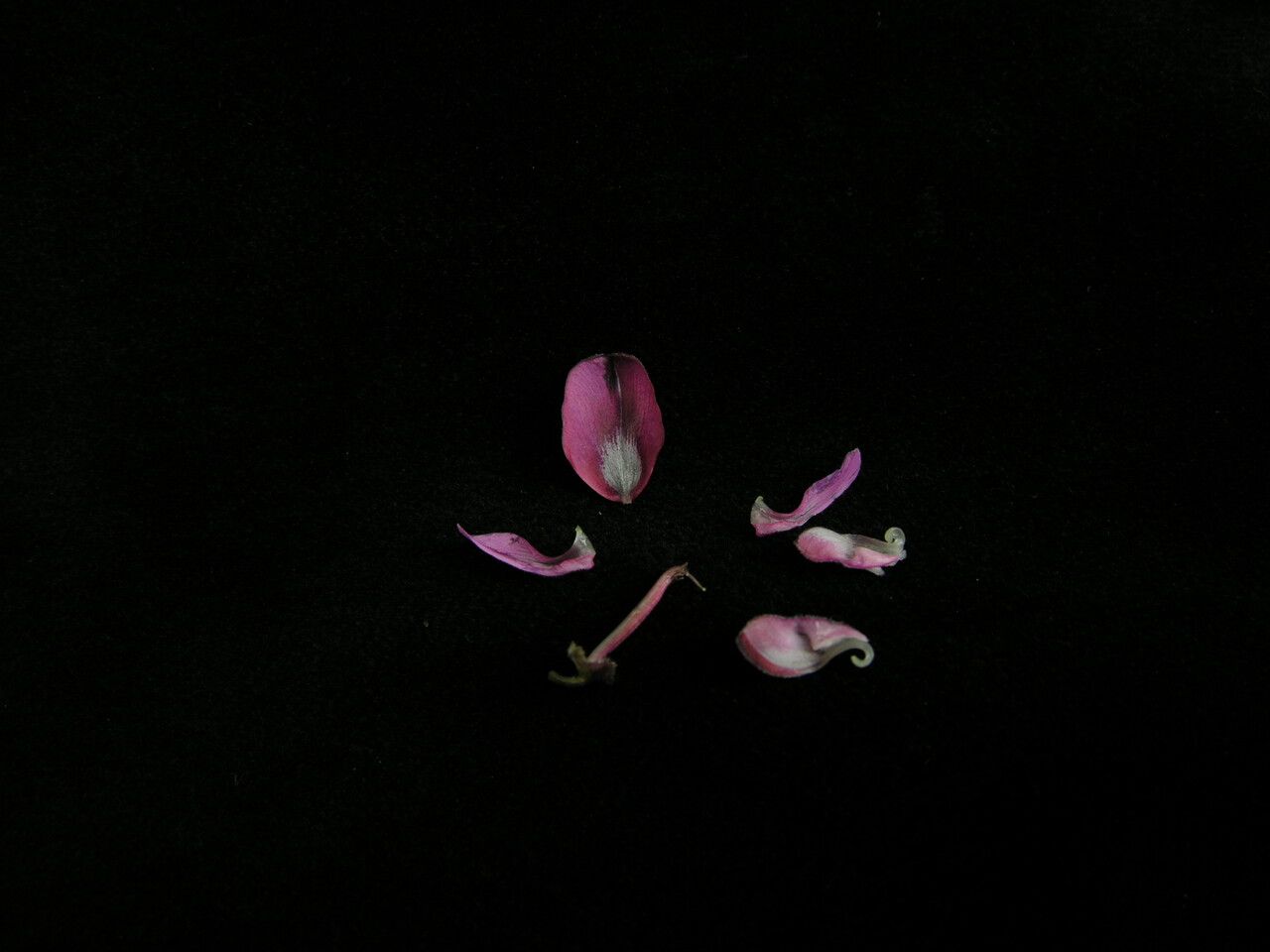 Indigofera hebepetala — houseplant care guide