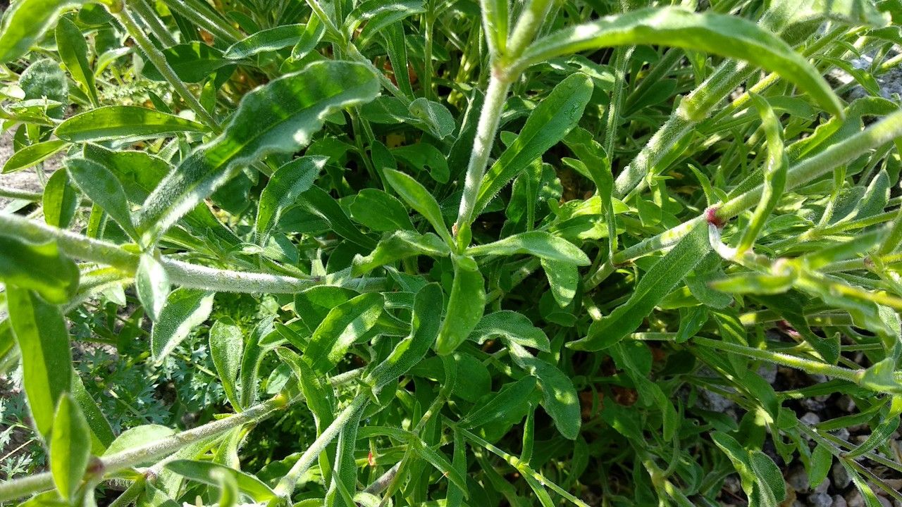 Silene andryalifolia leaf