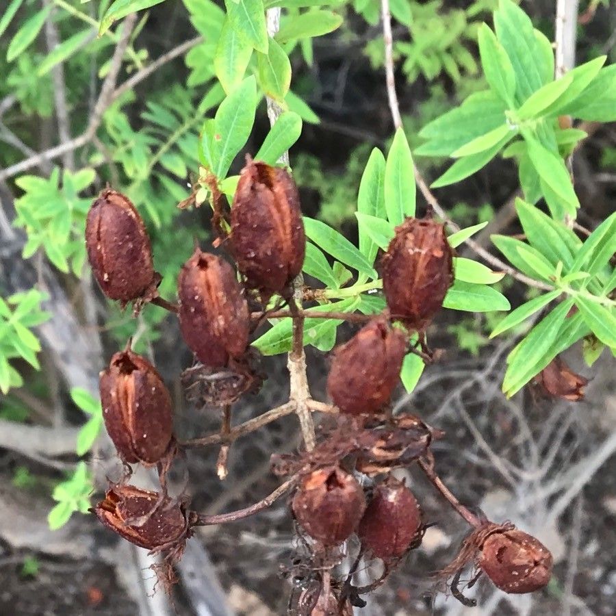 Hypericum canariense fruit