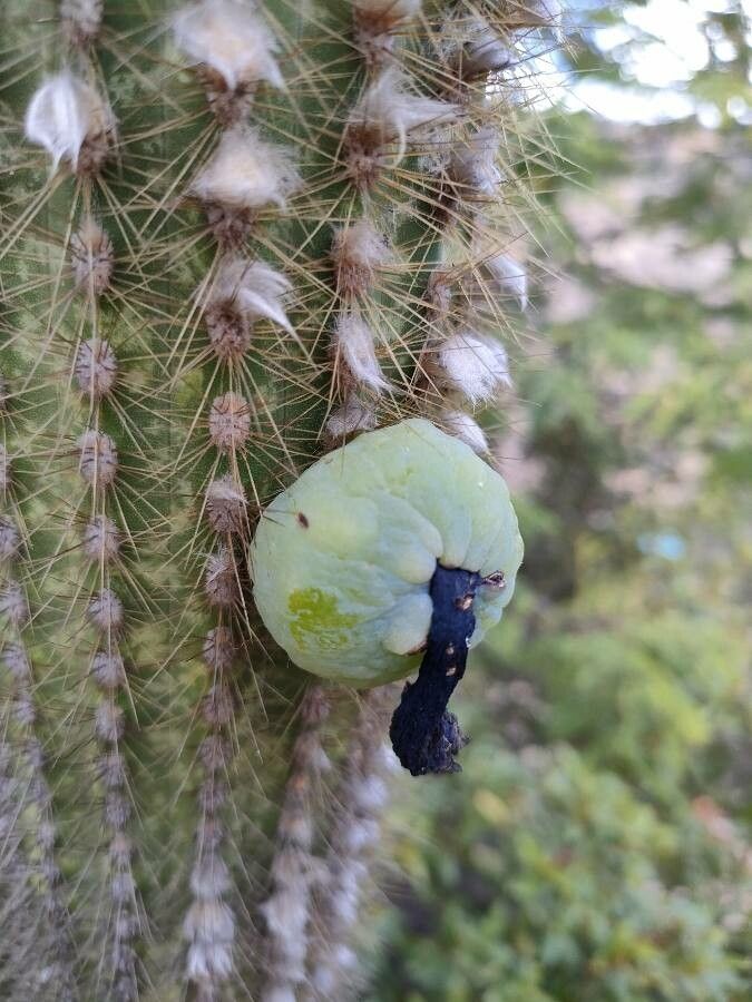 Pilosocereus piauhyensis fruit