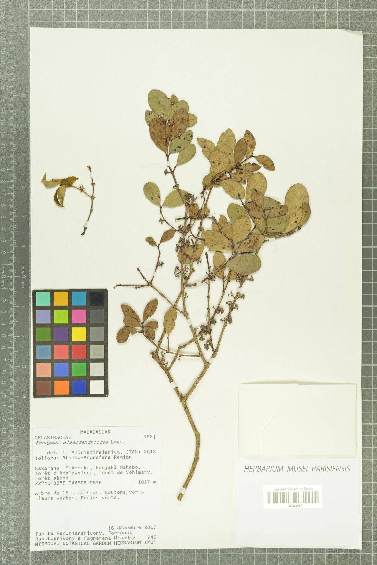 Euonymus elaeodendroides — search result for 'Euonymus'