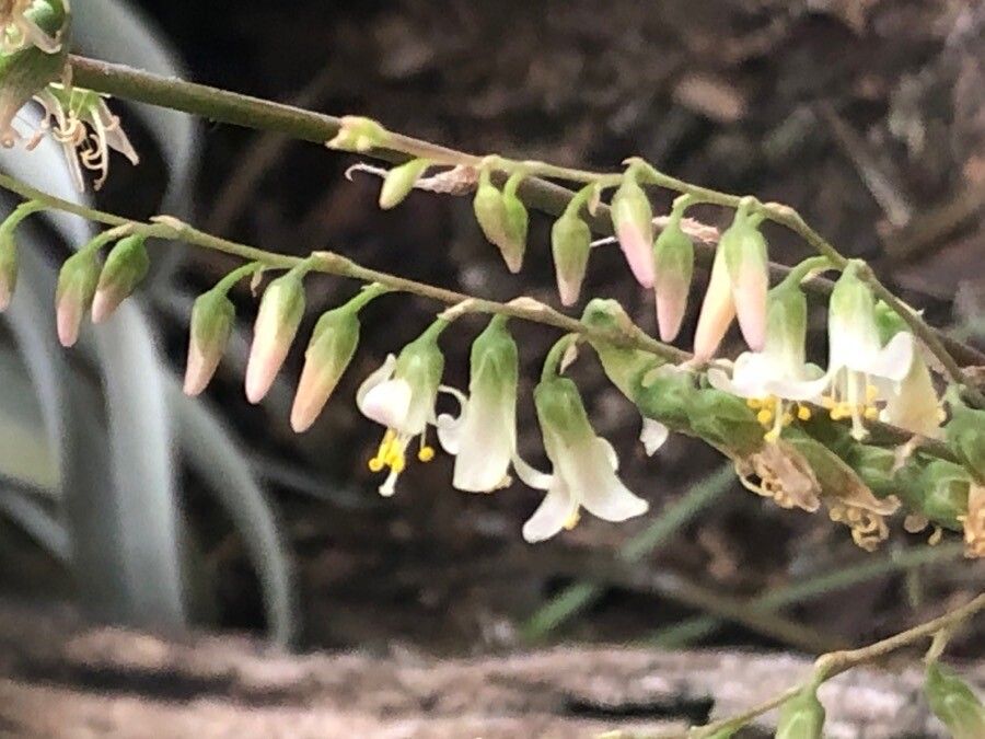 Fosterella penduliflora flower