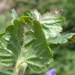 Glechoma hederacea
