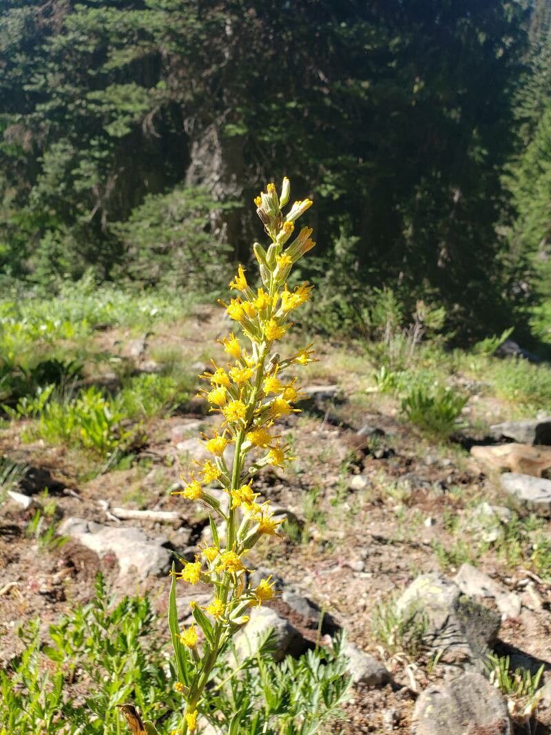 Rainiera stricta — houseplant care guide