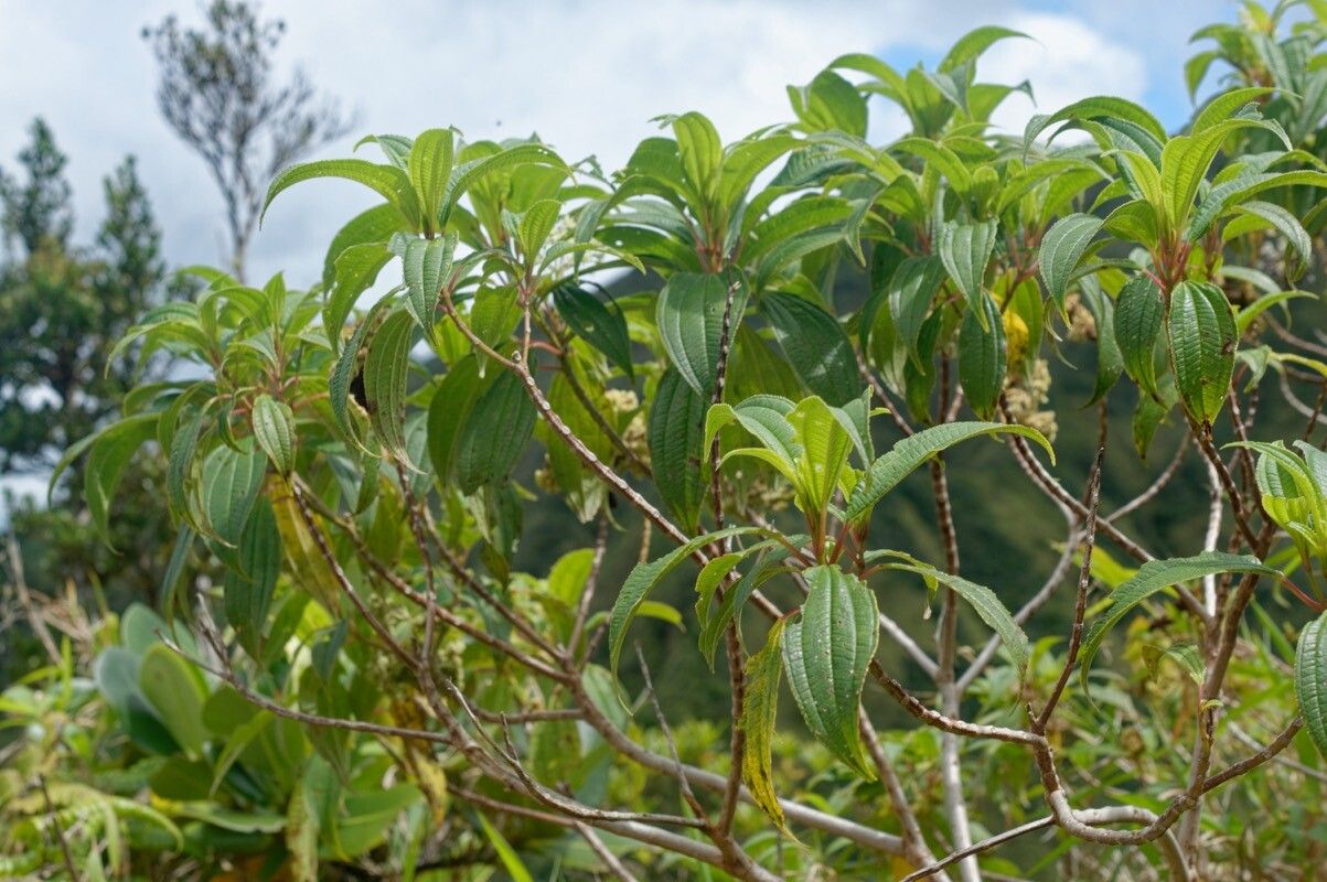 Miconia globuliflora habit