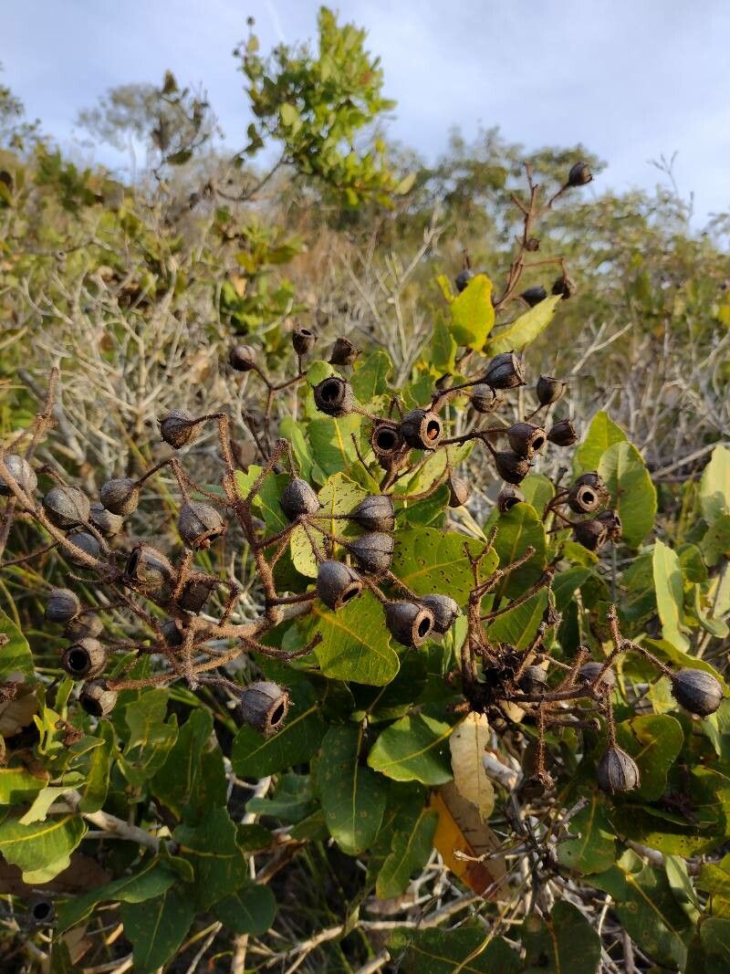 Angophora hispida habit