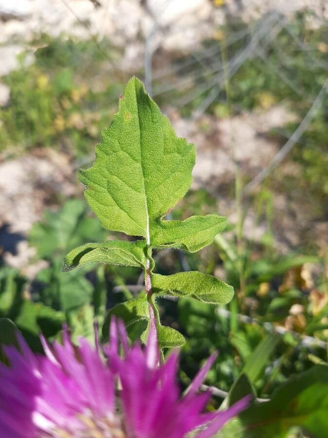 Centaurea pullata leaf