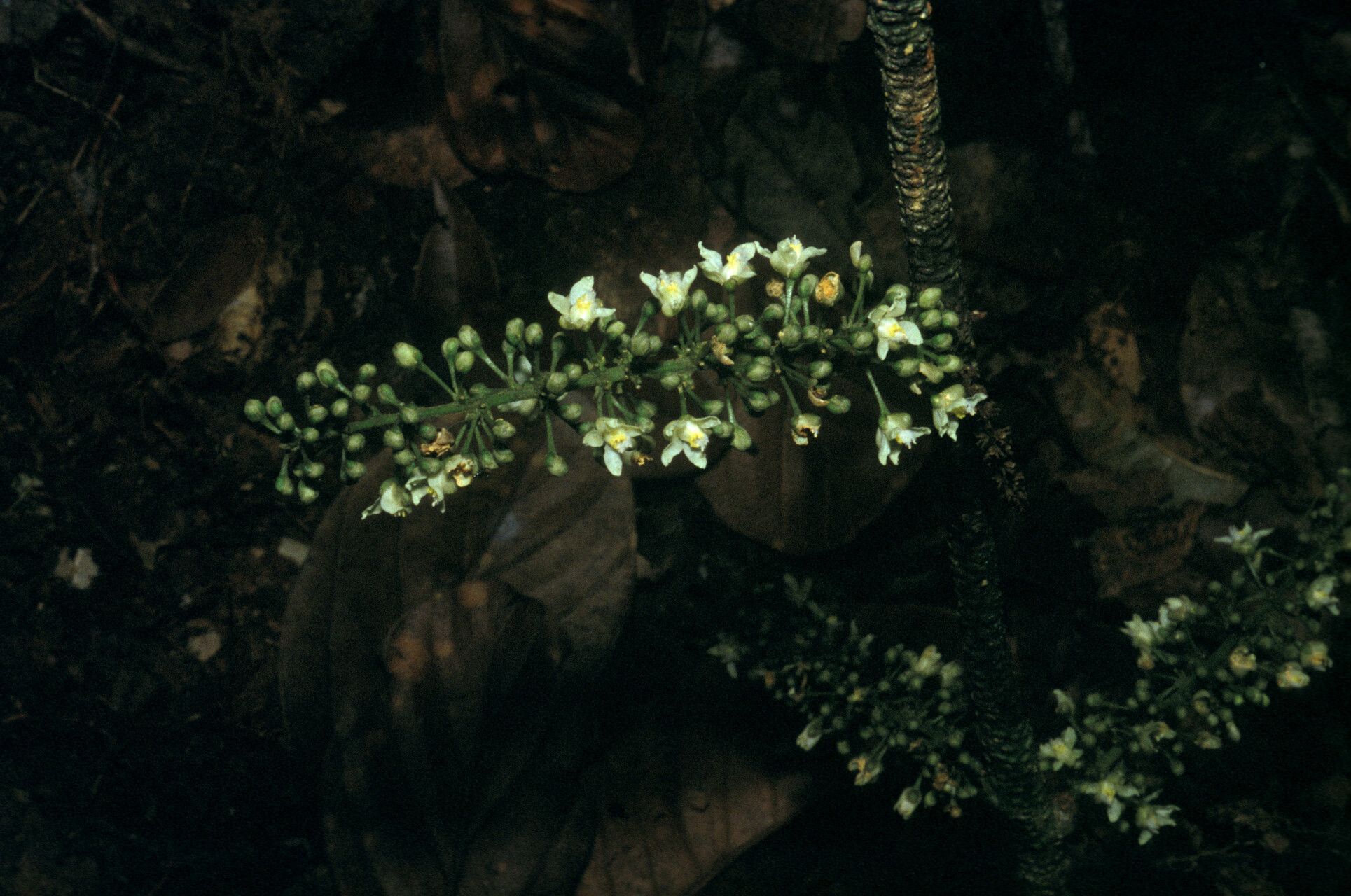 Paullinia prevostiana flower