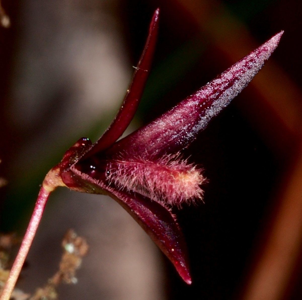 Bulbophyllum lophoglottis flower