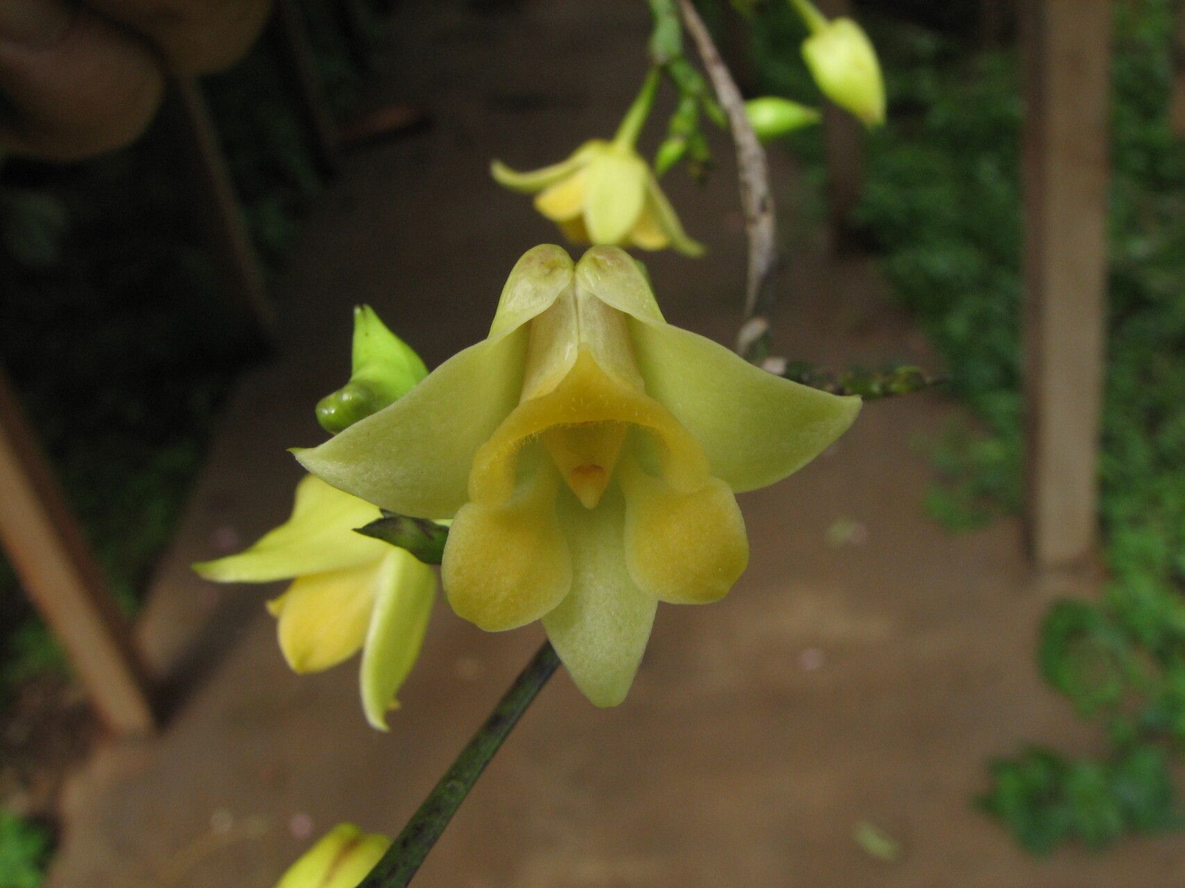 Polystachya caloglossa flower