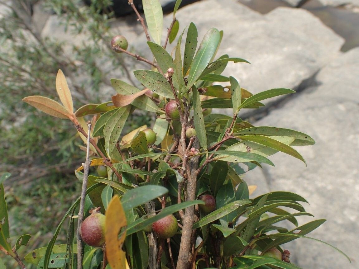 Eugenia thollonii — houseplant care guide