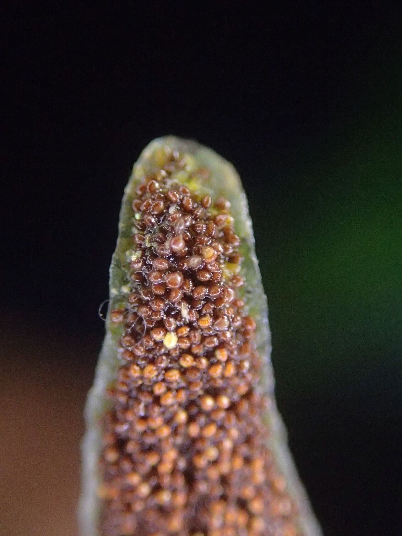 Lomariopsis muriculata leaf