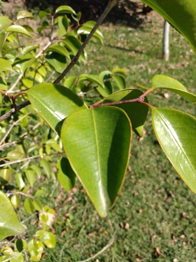 Eugenia copacabanensis — houseplant care guide