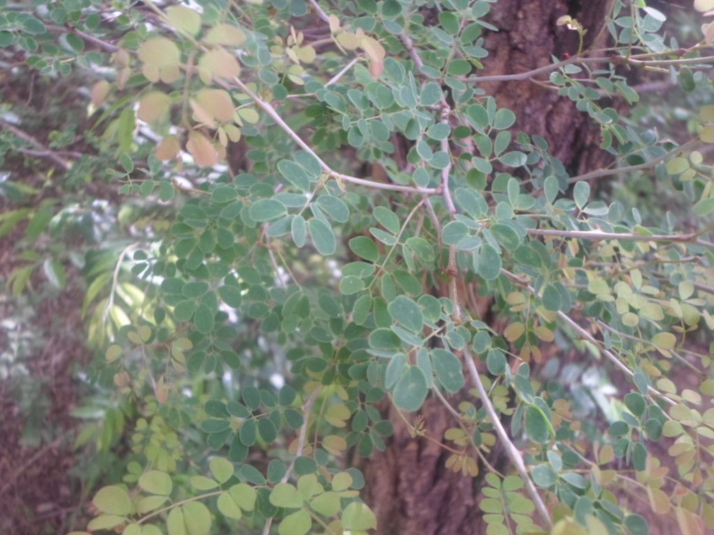 Acacia gourmaensis — search result for 'Acacia'