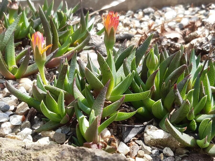 Bergeranthus vespertinus flower