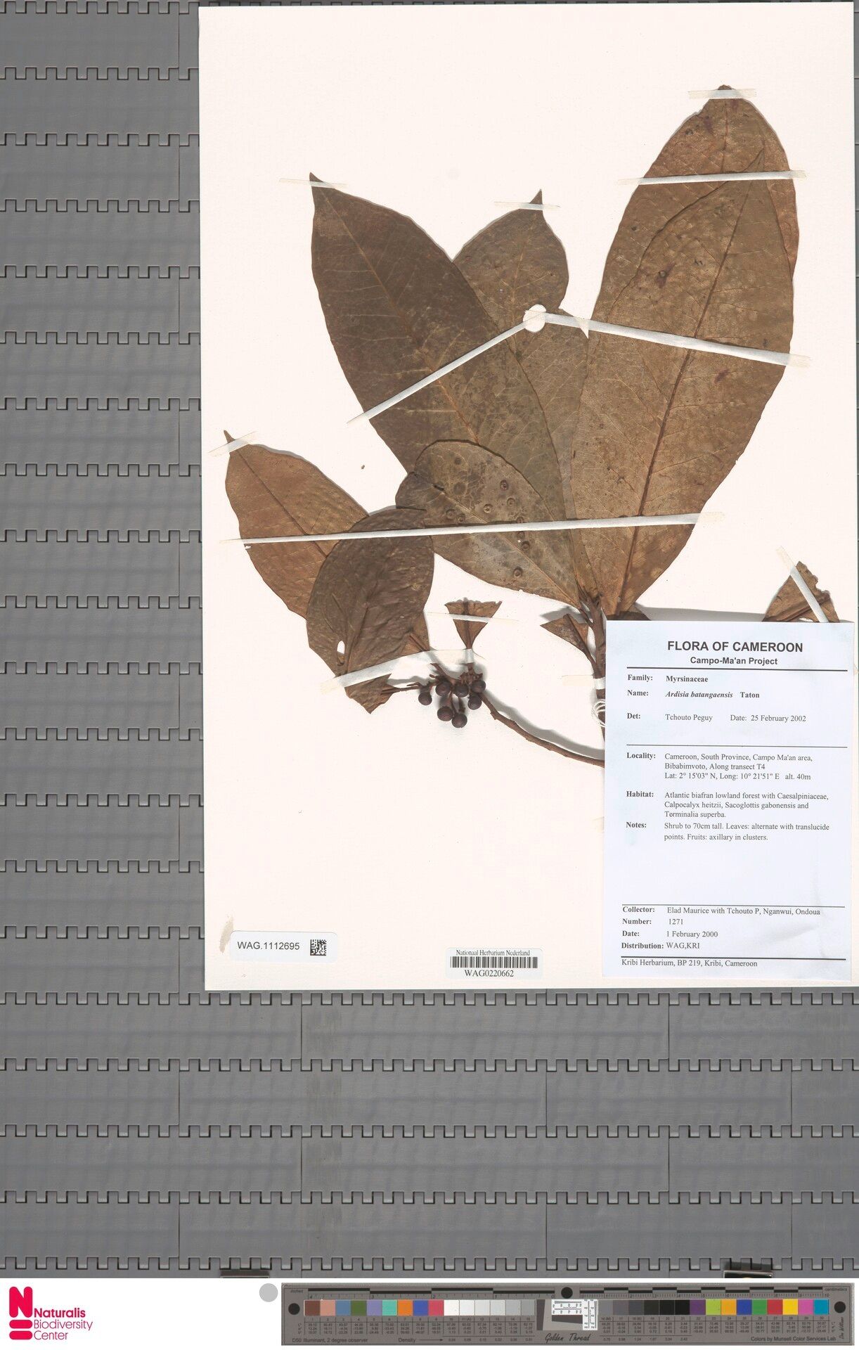 Ardisia bampsiana — houseplant care guide