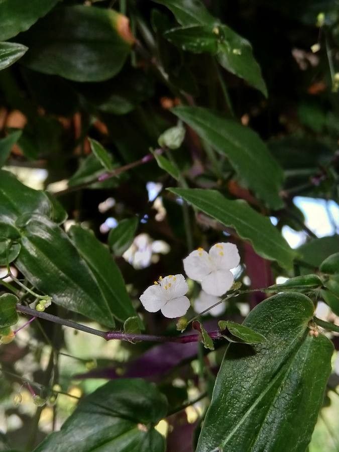 Gibasis geniculata flower