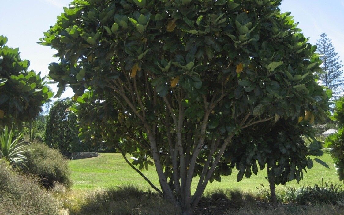 Meryta sinclairii leaf