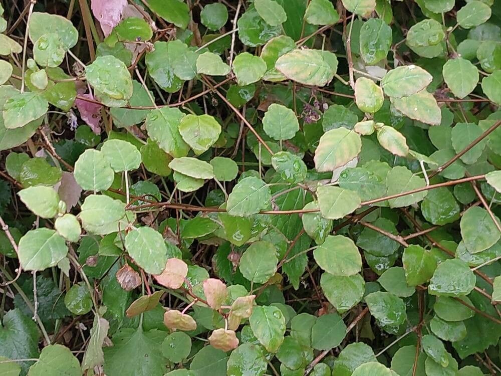 Fuchsia perscandens — search result for 'Fuchsia'