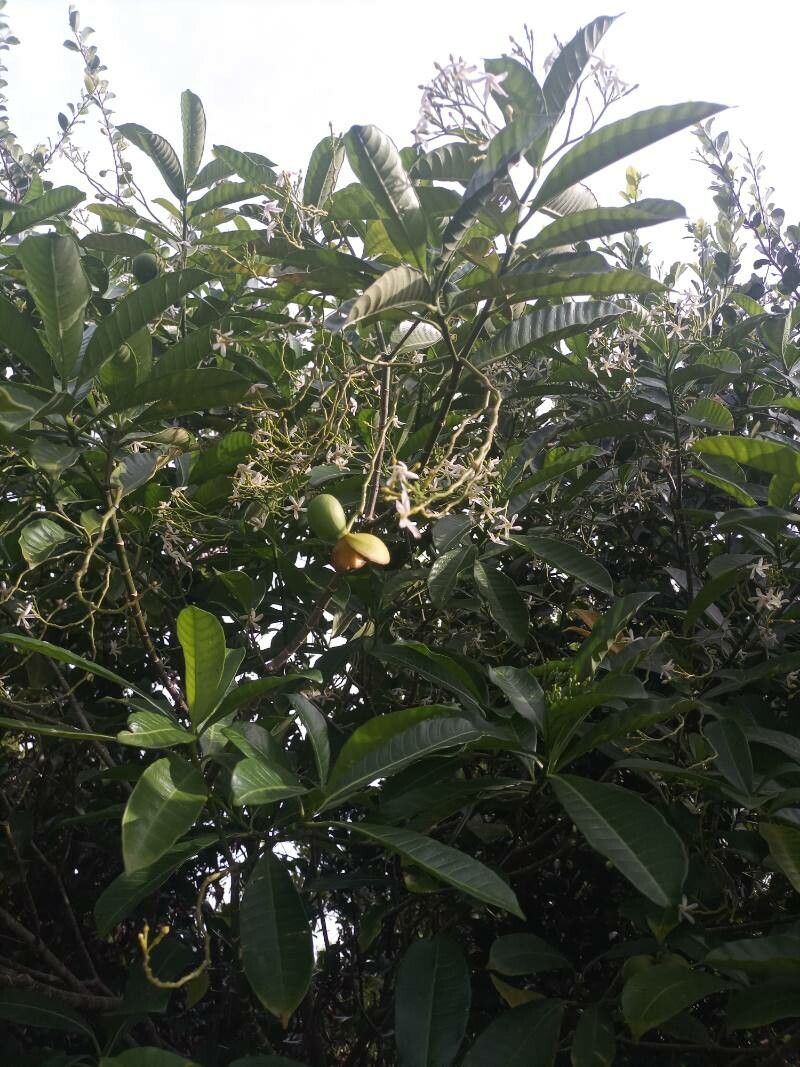 Tabernaemontana amygdalifolia leaf