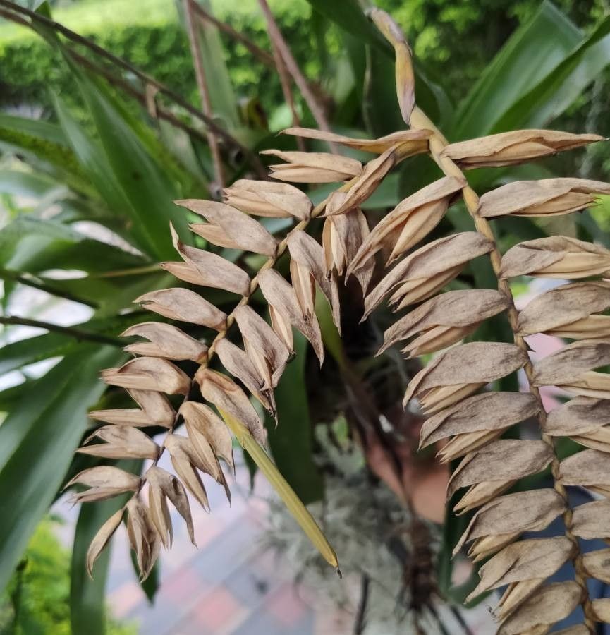 Racinaea dyeriana fruit