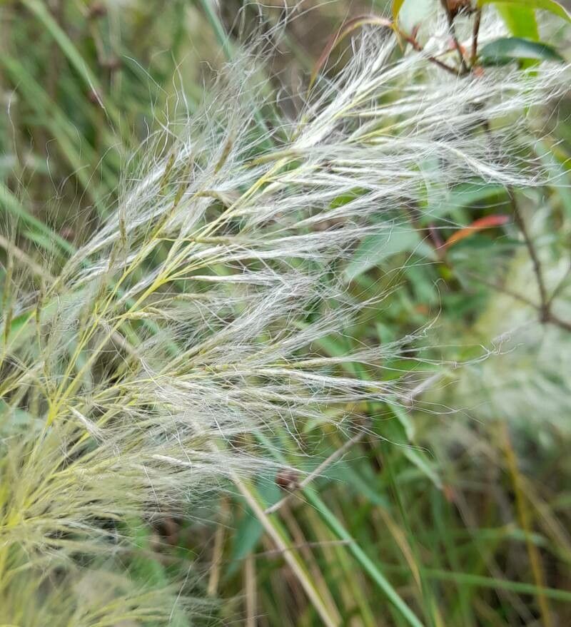 Cortaderia hieronymi flower