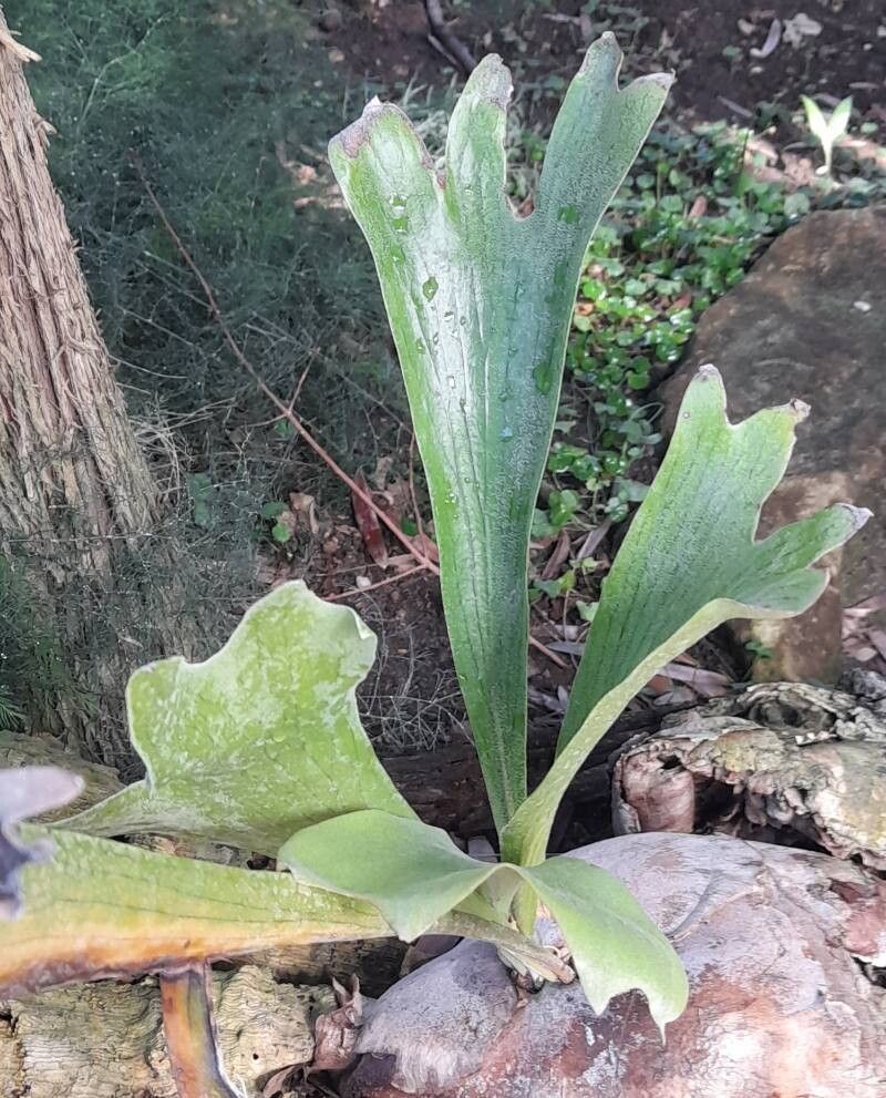 Platycerium hillii habit