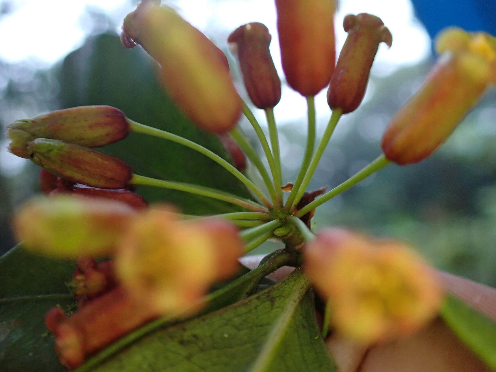 Peddiea thomensis fruit