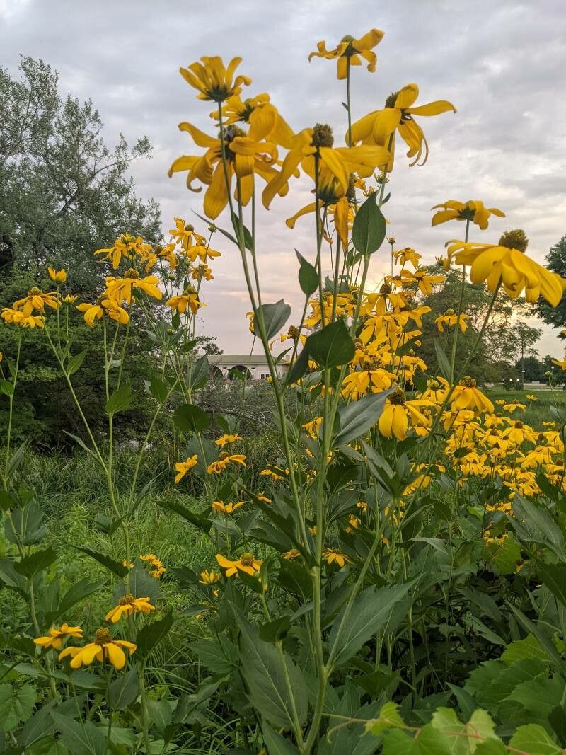 Silphium terebinthinaceum flower
